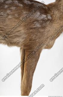 animal skin doe fur 0011